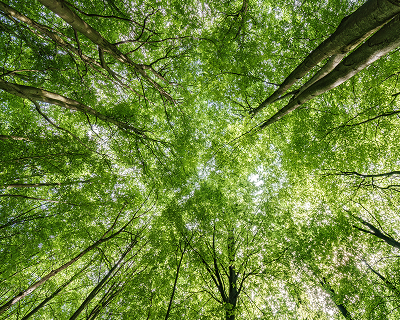 Impact on the Planet